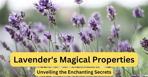 Lavender properties magic